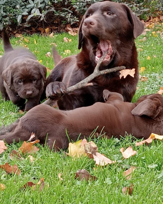 Labrador retriever chocolate
