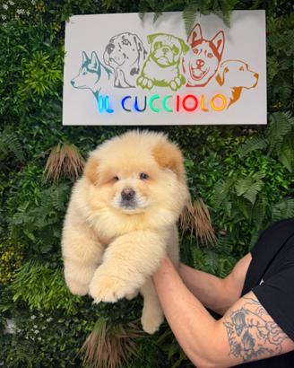Cuccioli di chow chow femmine