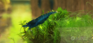 Caridine Blue Dream selezionate con cura