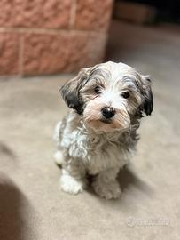 Maltese mix
