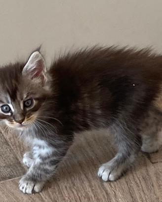 Mainecoon