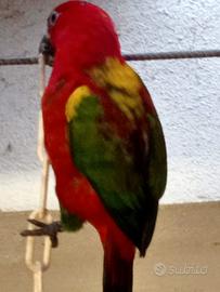 Pappagallo lori allevato a mano