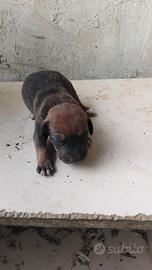 Maremmano terrier