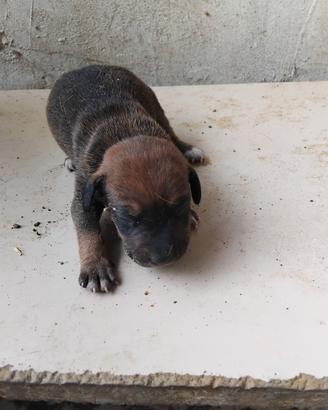 Maremmano terrier