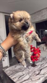 Cucciolo spitz di Pomerania (nano)