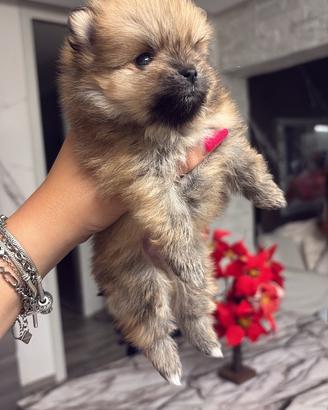 Cucciolo spitz di Pomerania (nano)