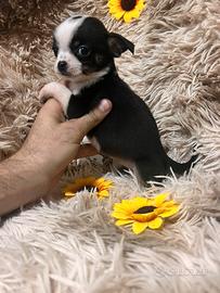 Chihuahua Femminuccia pelo corto