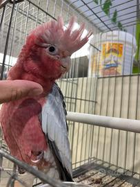 Cacatua rosa allevato a mano