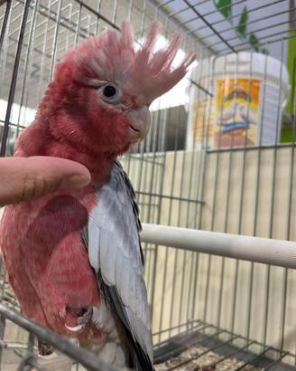 Cacatua rosa allevato a mano