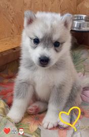 Incantevoli cuccioli di Siberian Husky