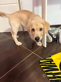 Cucciola Labrador