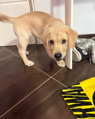 Cucciola Labrador