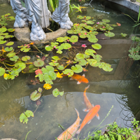 Carpe koi,ninfee,filtro lampada uv
