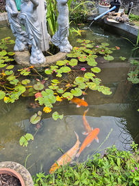 Carpe koi,ninfee,filtro lampada uv