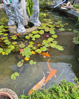 Carpe koi,ninfee,filtro lampada uv