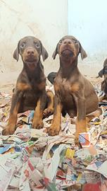 Cuccioli Dobermann Altengarde