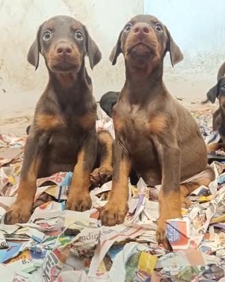 Cuccioli Dobermann Altengarde