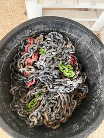 Catena calibrata 10mm