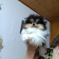 Spitz tedesco nano pomerania