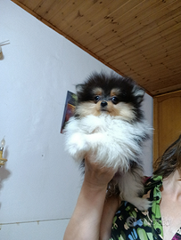 Spitz tedesco nano pomerania
