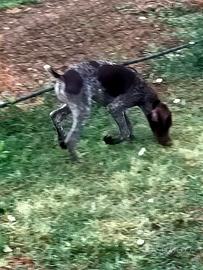 cuccioli da tartufo 