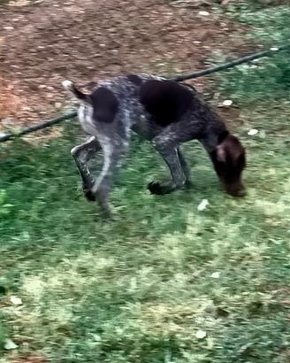 cuccioli da tartufo 