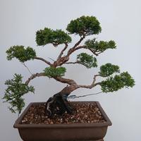 Bonsai ginepro