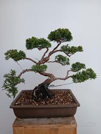 Bonsai ginepro