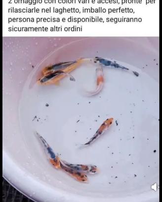 Pesci
