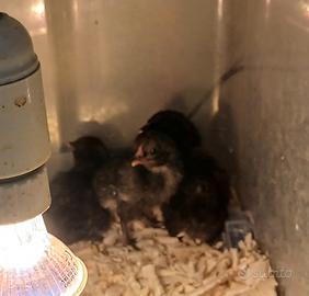 Pulcini di gallina Araucana