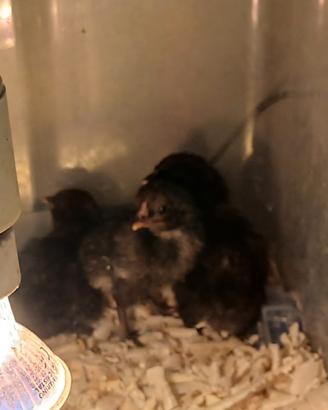 Pulcini di gallina Araucana