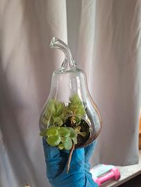 pianta con vaso 