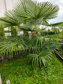 coppia di palme 150 / 60 cm.