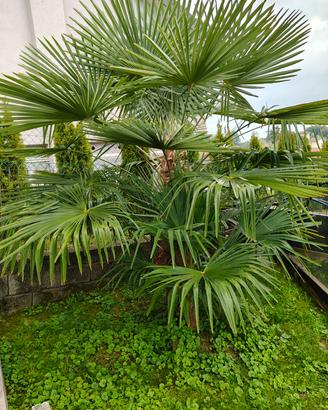 coppia di palme 150 / 60 cm.