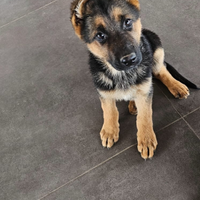 Cucciola pastore tedesco