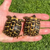 Testudo hermanni
