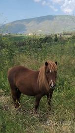 Pony femmina