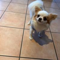 Chihuahua 1 anno e mezzo