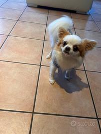 Chihuahua 1 anno e mezzo