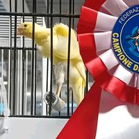 Canarini Arricciati del Sud