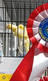 Canarini Arricciati del Sud