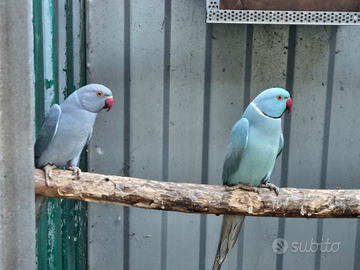 Parrocchetti dal Collare