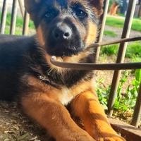 Cuccioli di pastore tedesco