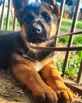 Cuccioli di pastore tedesco