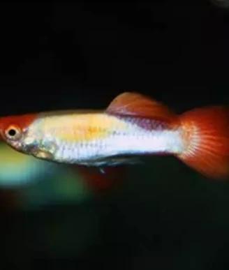 Guppy koi (blond)