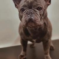 Bulldog francese maschio