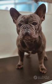 Bulldog francese maschio