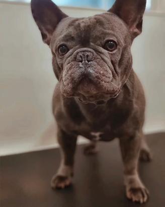 Bulldog francese maschio