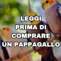Pappagallo