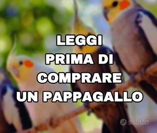Pappagallo